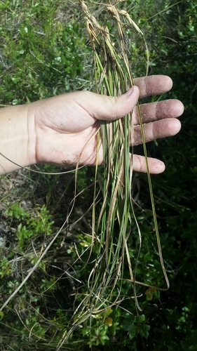 Image of Aristida rhizomophora by (c) Jay Horn, some rights reserved (CC BY)