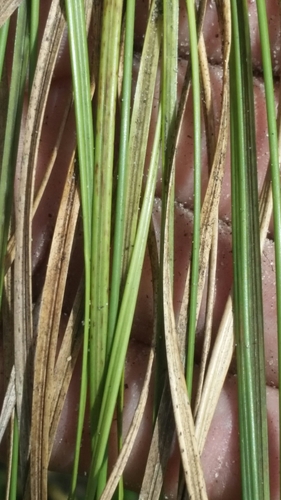 Image of Aristida rhizomophora by (c) Jay Horn, some rights reserved (CC BY)