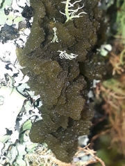 Leptogium coralloideum