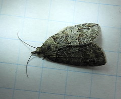 Hydriomena transfigurata