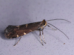 Callisto denticulella