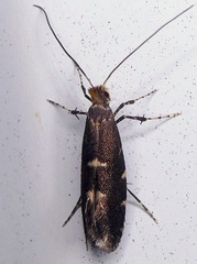 Callisto denticulella