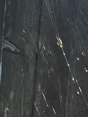 Gasteracantha cancriformis