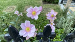 Eriocapitella × hybrida