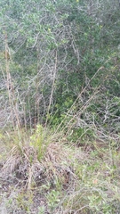 Andropogon brachystachyus