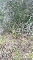 Andropogon brachystachyus
