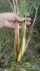 Andropogon brachystachyus