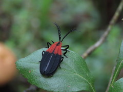 Caenia scapularis