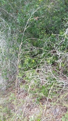 Andropogon brachystachyus