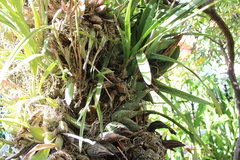 Encyclia adenocaula