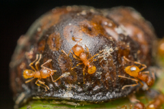 Wasmannia auropunctata