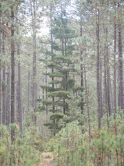 Pinus chiapensis