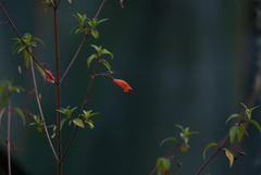 Clinopodium macrostemum