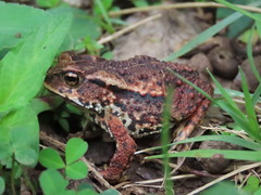 Incilius bocourti