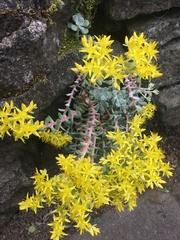 Sedum spathulifolium