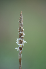Deiregyne pseudopyramidalis