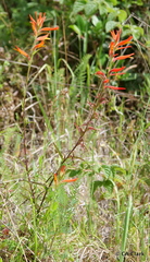 Castilleja subinclusa