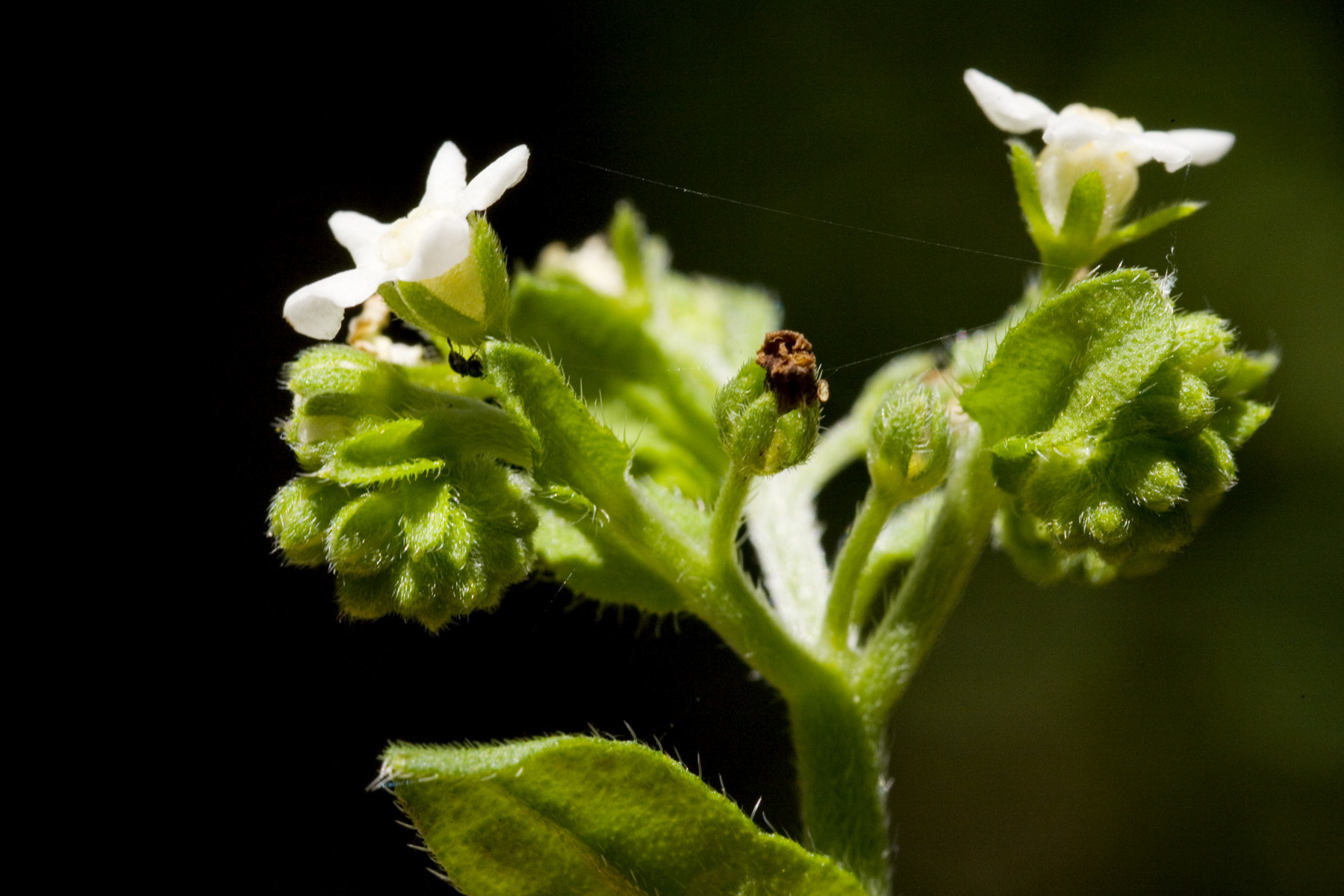 Hackelia ursina