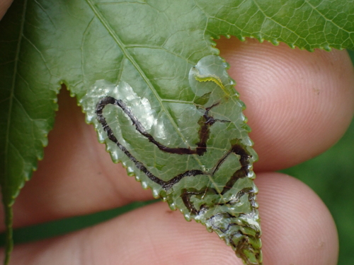 Phyllocnistis liquidambarisella photo 5