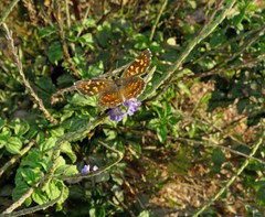 Aricoris propitia