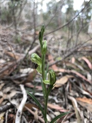 Pterostylis williamsonii