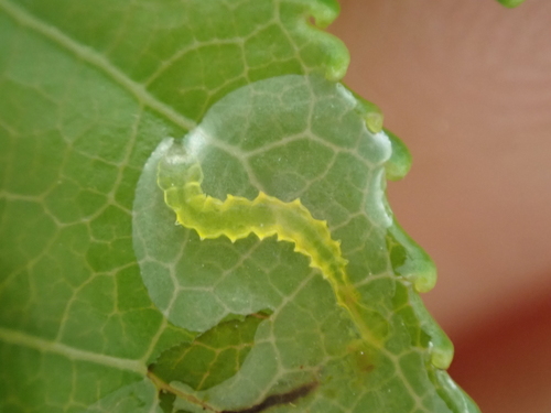 Phyllocnistis liquidambarisella