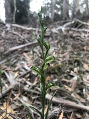 Pterostylis williamsonii