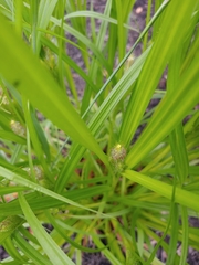Carex frankii