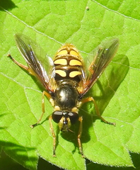 Somula decora