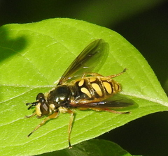 Somula decora