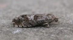 Epinotia solicitana