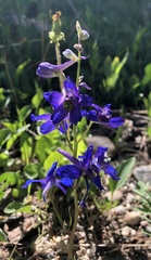 Delphinium bicolor