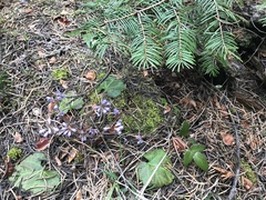 Veronica regina-nivalis