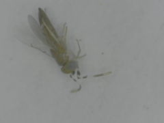 Chalcidoidea