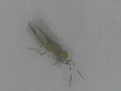 Chalcidoidea