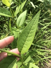 Silphium asteriscus latifolium