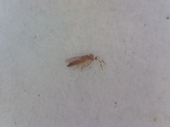 Chalcidoidea