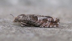 Epinotia solicitana