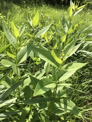 Silphium asteriscus latifolium