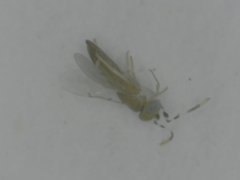 Chalcidoidea