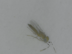 Chalcidoidea