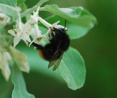 Bombus ignitus