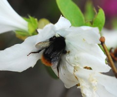 Bombus ignitus