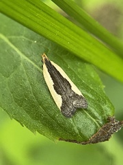 Dichomeris inserrata