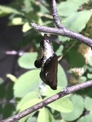 Limenitis weidemeyerii