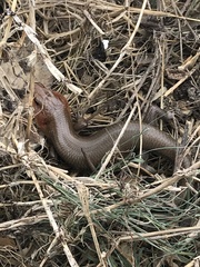 Plestiodon laticeps
