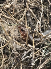 Plestiodon laticeps