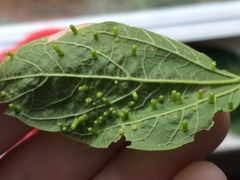 Celticecis aciculata