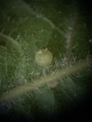 Celticecis aciculata