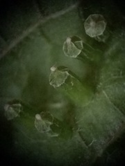 Celticecis aciculata